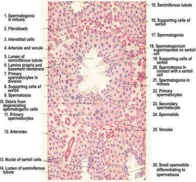 Gambar 2. Gambaran histologi tubulus seminiferus testis mamalia(potongan transversal) (Bloom dan Fawchet, 2002).
