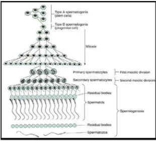 Gambar 3. Tahap-tahap spermatogenesis pada mencit (Junqueira, 2007).