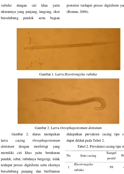 Gambar 1. Larva Hyostrongylus rubidus