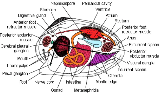 Gambar 1  Anatomi kerang.  Sumber: Bunje (2001)  