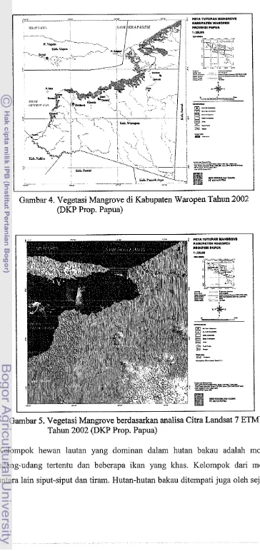 Gambar 5. Vegetasi Mangrove berdasarkan analisa Citra Landsat 7 ETM? 