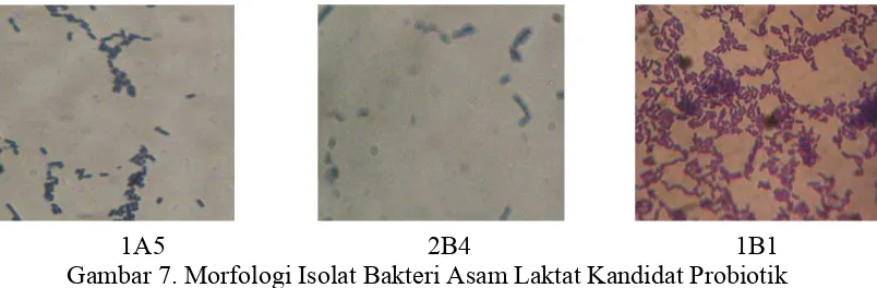 Gambar 7. Morfologi Isolat Bakteri Asam Laktat Kandidat Probiotik 