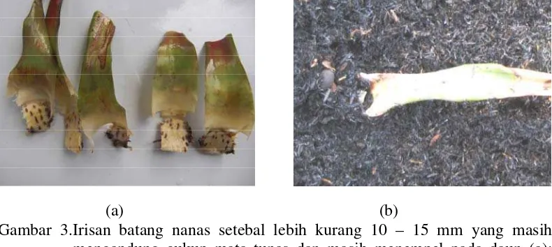 Gambar 3.Irisan batang nanas setebal lebih kurang 10 – 15 mm yang masih 