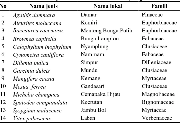 Tabel 3. Daftar jenis tanaman hutan kota yang diteliti 