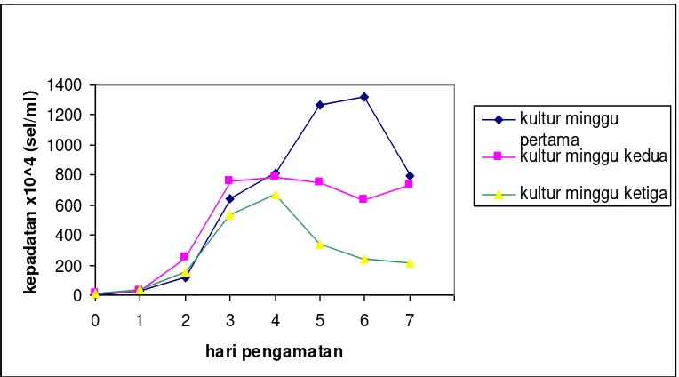 Gambar 2. Kurva pertumbuhan kultur C. gracilis selama 7 hari 