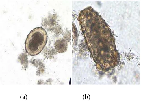 Gambar 2. Telur cacing Ascaris lumbricoides (a) fertilized egg (b)