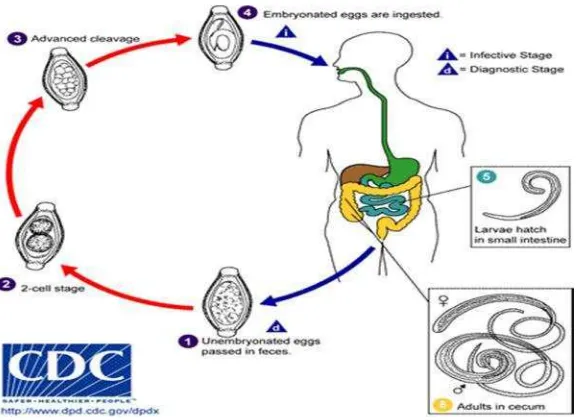 Gambar 5. Siklus hidup Trichuris trichiura (CDC, 2013).