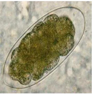 Gambar 7. Larva Hookworm (a) Larva Filariform (b) Larva