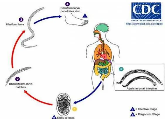Gambar 8. Siklus hidup Hookworm (CDC,2013).
