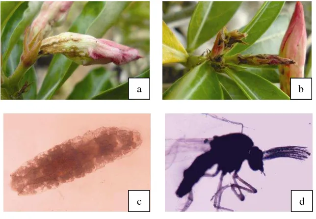 Gambar 5. Serangan Hama Fungus gnat: a. Bunga Tumbuh Abnormal, b. Bunga Layu/Gosong, c