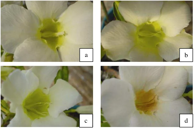 Gambar 9. Filamen Bunga Adenium var. Qyu-Qyu: a. Umur Bunga 0-1 HSA, b. Umur Bunga 2-3 HSA, c