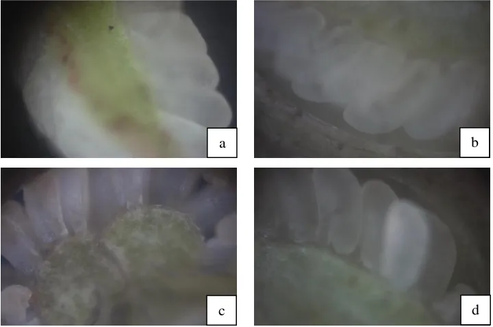 Gambar 11. Penampang Ovul: a dan b. Penampang Membujur (Perbesaran 50x), c dan d. Penampang Melintang (Perbesaran 50x) 