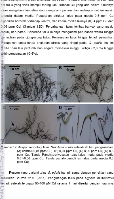 Gambar 12 Respon morfologi talus Gracilaria edulis setelah 28 hari pengamatan. 