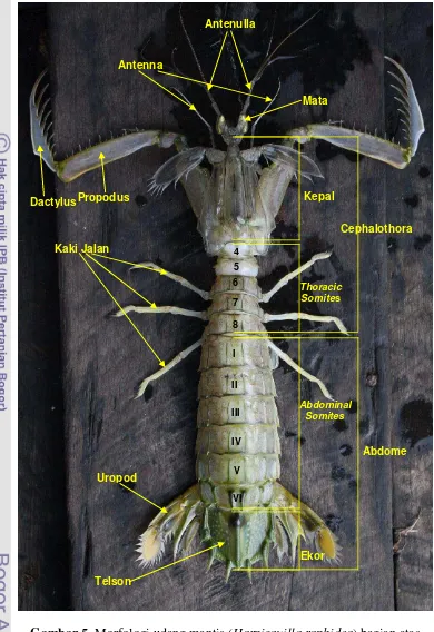 Gambar 5. Morfologi udang mantis (Harpisquilla raphidea) bagian atas 