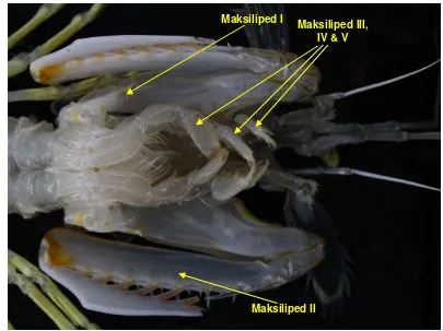 Gambar 6. Morfologi lengan udang mantis (Harpiosquilla raphidea) 