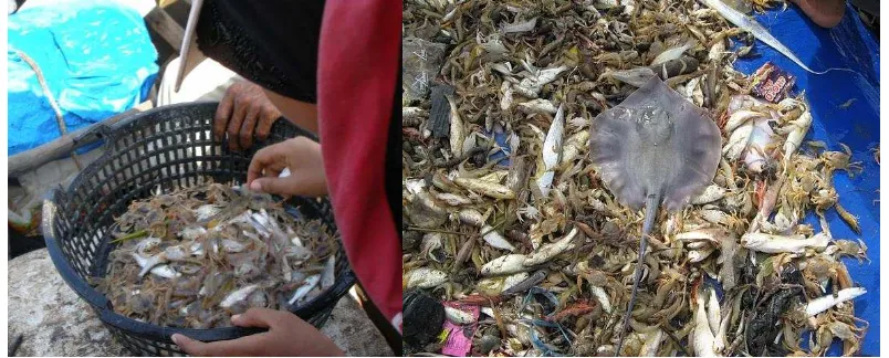 Gambar 10. Hasil tangkapan ikan/krustasea yang tertangkap bersama udang mantis Harpiosquilla raphidea dengan alat tangkap sondong dan trawl mini 