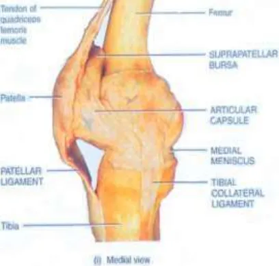 Gambar 2.3. Ligament Lateral Kolateral (Gerard J. Tortora dan Bryan Derrickson) 