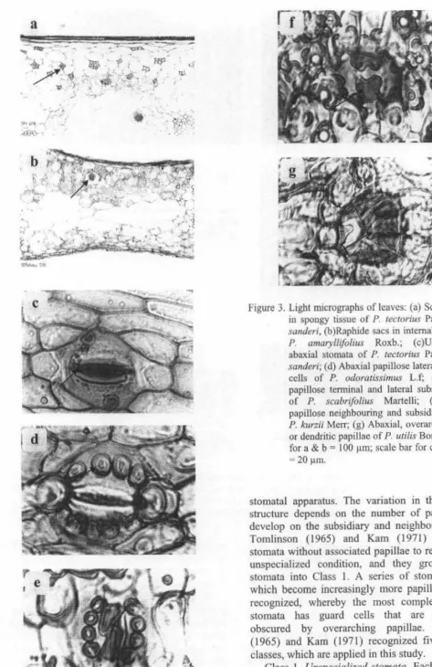 Figure 3. Light micrographs of leaves: (a) Sclerenchyma 