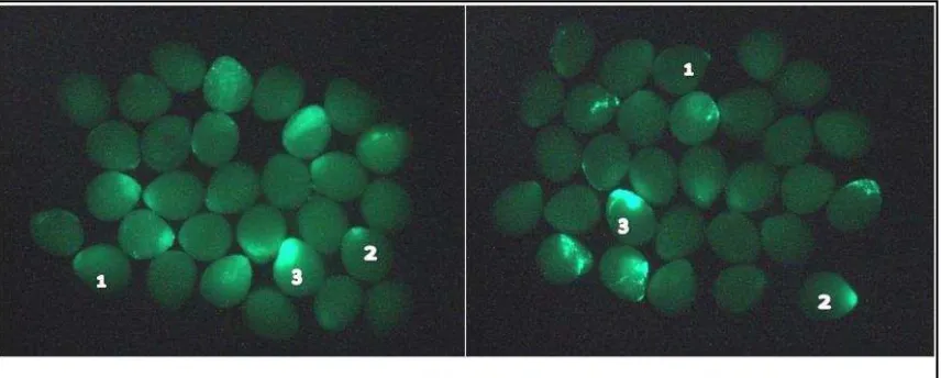Tabel 2. Persentase Embrio Mengekspresikan Transgen (PEMT) dan Tingkat Ekspresi GFP pada Embrio Ikan Nila O.niloticus 