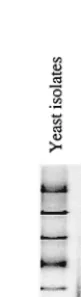 FIG. 3. Changes in microbial numbers during two vanilla curing processes. Numbers were determined at 30°C (open columns) and 55°C