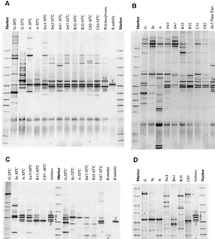 FIG. 5. Changes during vanilla curing in DGGE proﬁles of the ampliﬁed V3 region of the bacterial 16S rDNA of microorganisms extracted