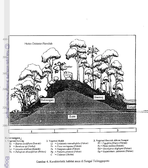 Gambar 4. Karakteristik habitat anoa di Sungai Tolinggopoto 
