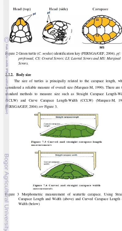 Figure 2 Green turtle (C. mydas) identification key (PERSGA/GEF, 2004). pf: 