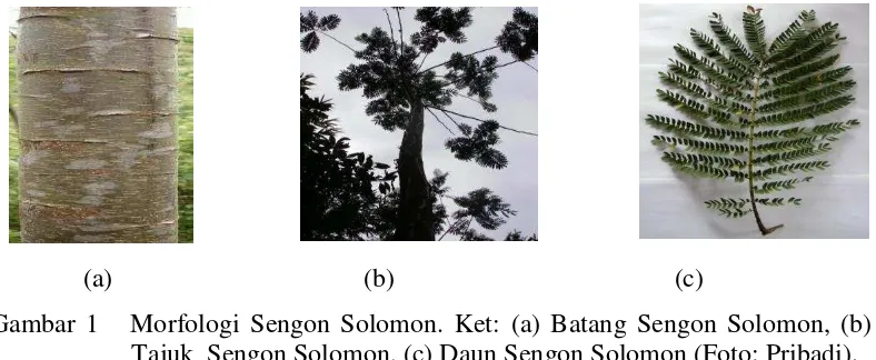 Gambar 1   Morfologi Sengon Solomon. Ket: (a) Batang Sengon Solomon, (b) 