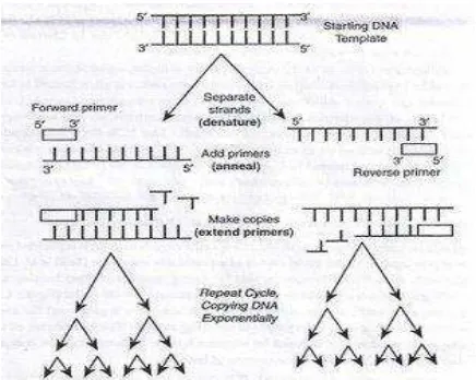 Gambar 3 Skema siklus PCR (Agung et al. 2007). 
