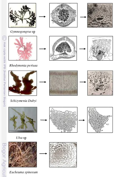 Gambar 55  Keragamaan morfologgi dan anatoomi rumput laut. 