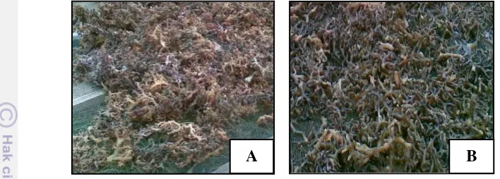 Gambar 13  Rumput laut Kappaphycus alvarezii kering hasil budidaya  (A) bibit 