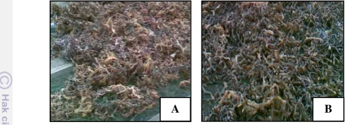 Gambar 13  Rumput laut Kappaphycus alvarezii kering hasil budidaya  (A) bibit 