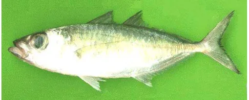 Gambar 8  Morfologi Ikan  selar (Selar crumenophthalmus) 