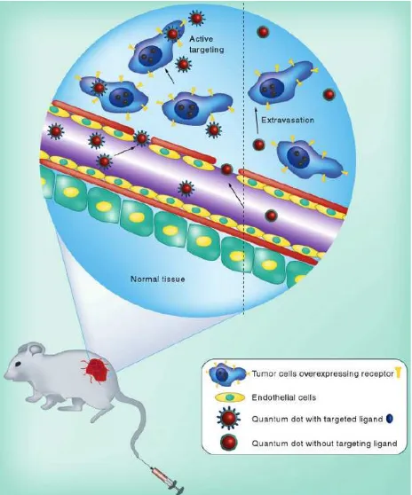 Gambar 2: Targeting aktif dan pasif nanoparticle-encapsulated drug ke lokasi tumor 9