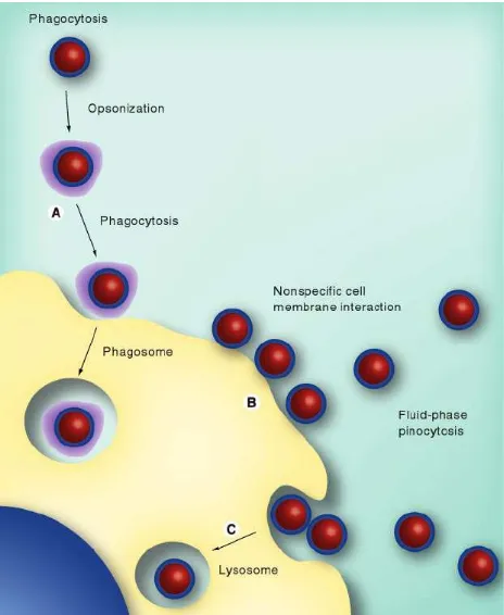 Gambar 3: Gambar interaksi nanopartikel dengan sel imun di darah 9