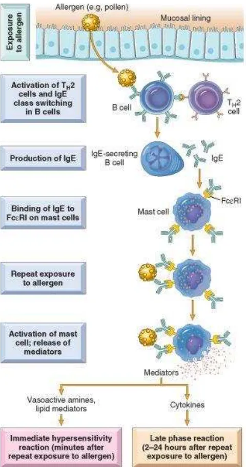 Gambar 2. Mekanisme imunologi pada rinitis alergi (dikutip dari Diseases of the Immune 