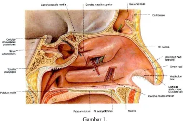 Gambar 1. Rongga hidung (dikutip dari Atlas Anatomi Manusia Sobotta 21 ed, 2000)