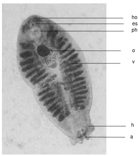 Gambar 4 Pseudempleurosoma  sp. Keterangan gambar : ho-head organ; es-eyes spot; ph-pharinx; o-ovary; v-vitellaria; h-haptor; a-anchor