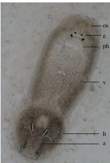 Gambar 5  Benedenia  sp. Keterangan gambar : os-oral sucker; e-eyes spot; ph-pharinx; v-vitellaria; h-haptor; a-anchor