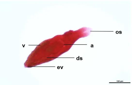 Gambar 7 Plagioporus sp. Keterangan gambar : os-oral sucker; a-acetabulum; ev-excretory vesicle