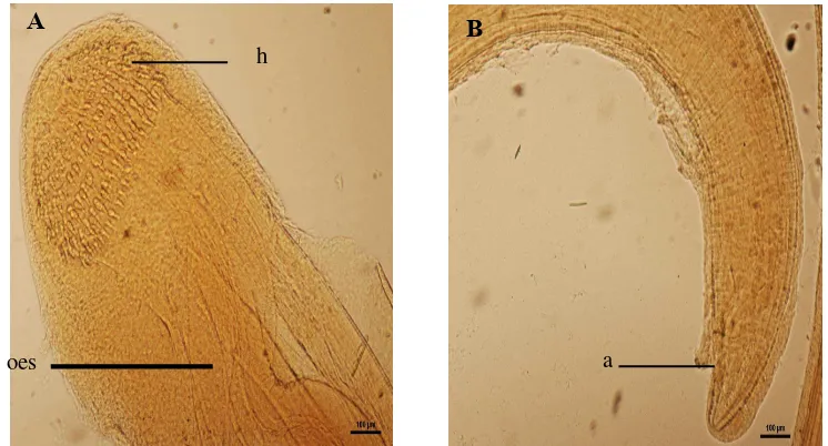 Gambar 9 Gnathostoma sp. Keterangan gambar : (A) Bagian anterior : h-head; oes-oesophagus