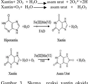 Gambar 3  Skema  reaksi xantin oksidase yang mengkonversi hipoxantin menjadi xantin dan asam urat (Cos et al