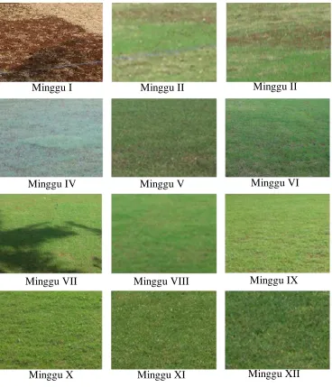 Gambar 11. Pertumbuhan rumput Bermuda 