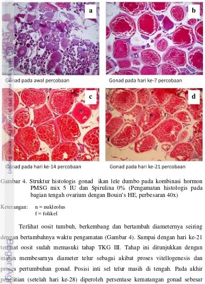 Gambar 4. Struktur histologis gonad  ikan lele dumbo pada kombinasi hormon 