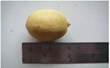 Gambar 3. Jeruk Nipis Citrus aurantifolia 