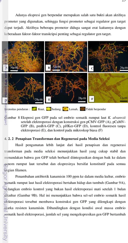 Gambar  8 Ekspresi gen GFP pada sel embrio somatik rumput laut K. alvarezii 