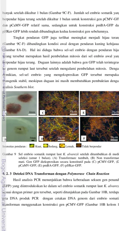 Gambar 9  Sel embrio somatik rumput laut K. alvarezii setelah ditumbuhkan di media 