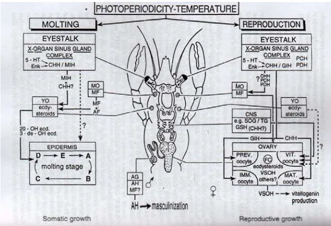 Gambar 4.  Pengaruh photoperiod dan temperatur terhadap kinerja hormon molting dan reproduksi pada Cherax (Sumber ; Fingerman, Nagabhusanam dan Thompson, 1997)  