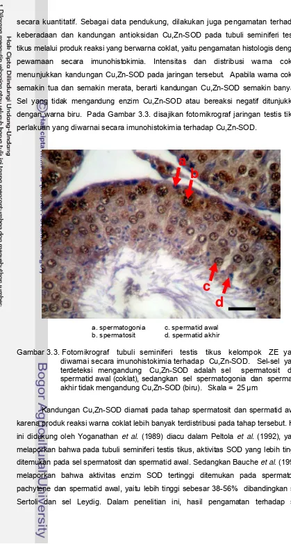 Gambar 3.3. Fotomikrograf   tubuli  seminiferi   testis   tikus   kelompok   ZE  yang         
