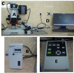 Gambar 7. Seperangkat alat untuk pengamatan ekspresi  gen GFP yang terdiri dari mikroskop fluoresen (Olympus SZX 16) (A), burner (Olympus) (B), kamera digital High Speed Compact Color 2 megapiksel (DP20) (C), komputer (D) dan remote controller (Olympus DP-